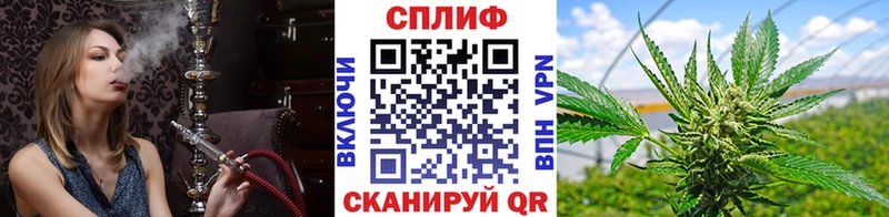 Конопля сатива  цены   Дубовка 